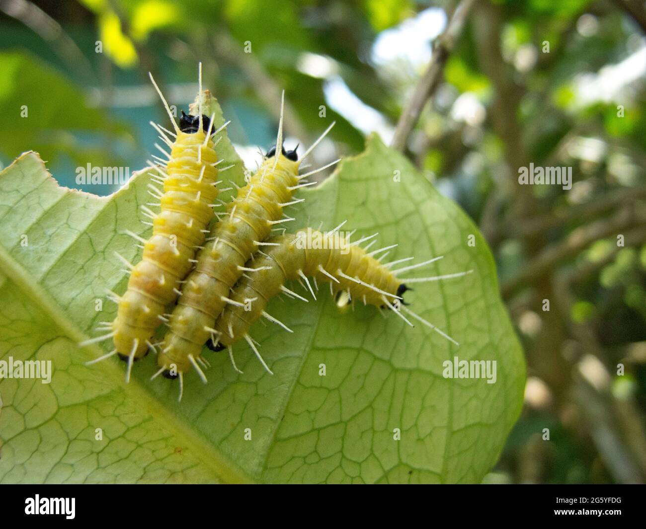 Caterpillars side view hi-res stock photography and images - Alamy