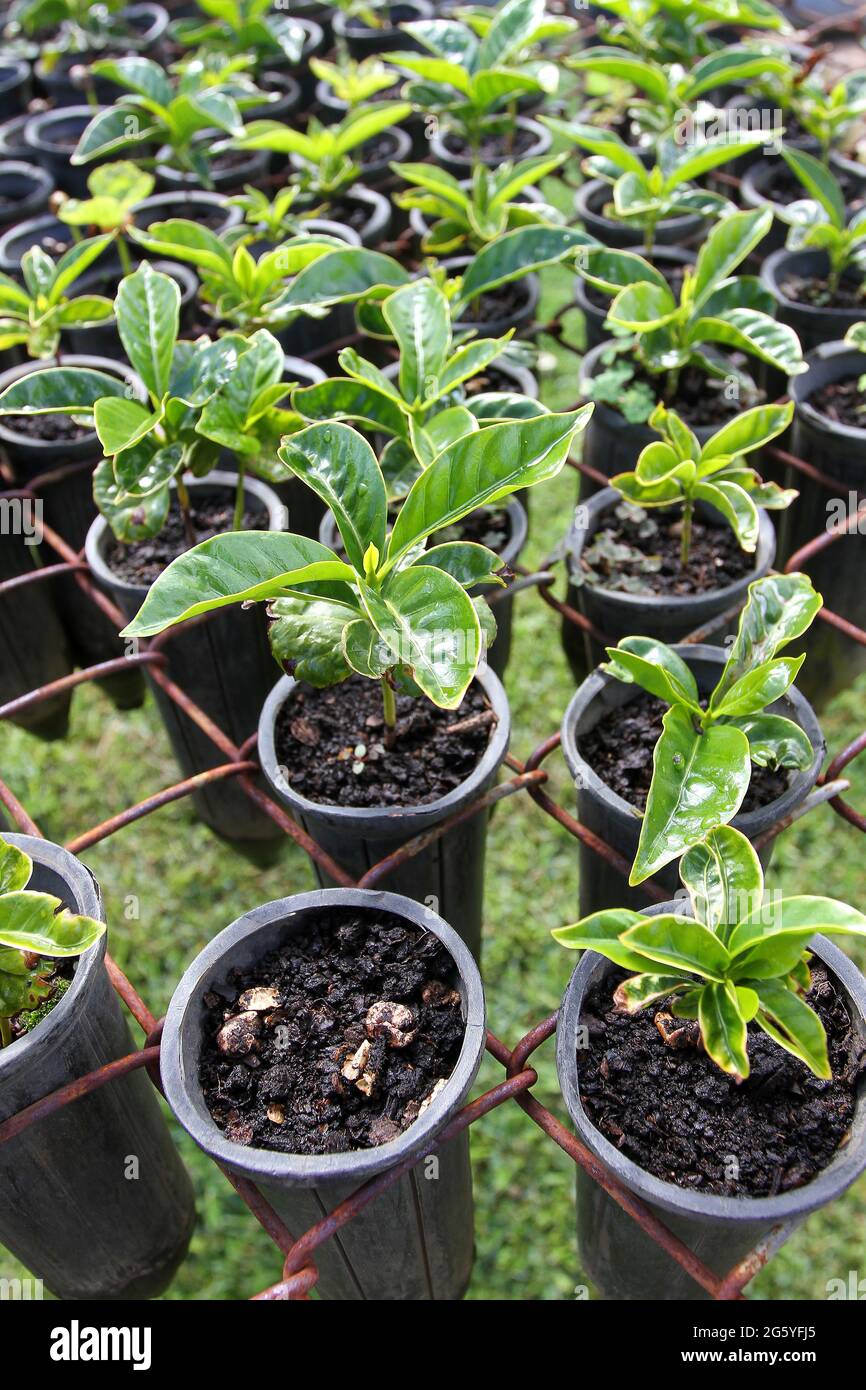 A collection of young coffee plants Stock Photo - Alamy