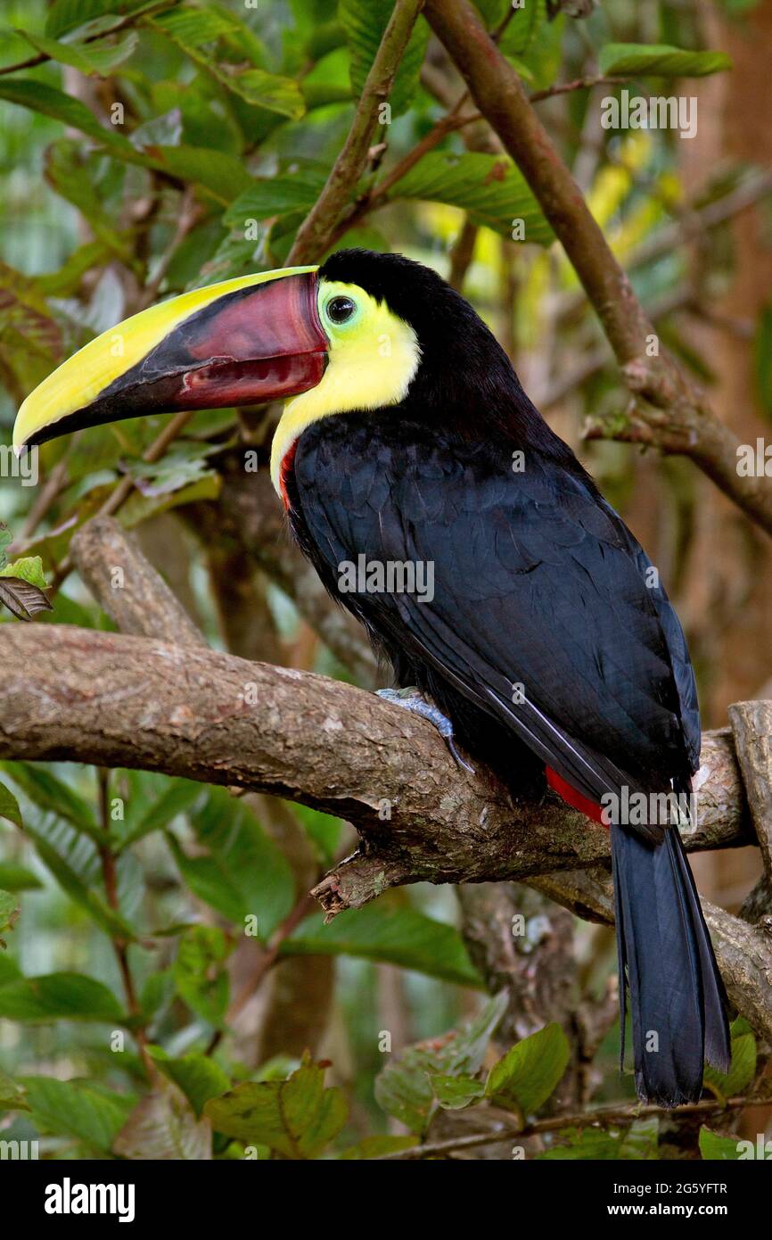 A chestnutmandibled toucan, Ramphastos swainsonii, sits on a branch