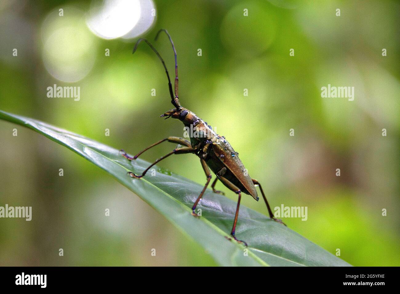 A real long-horned beetle stands on a leaf looking almost like a metal sculpture in nature. Stock Photo