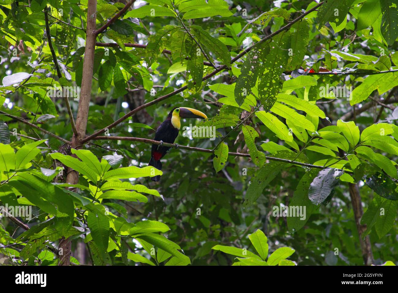 A chestnut-mandibled toucan, Ramphastos swainsonii, sits on a branch. Stock Photo