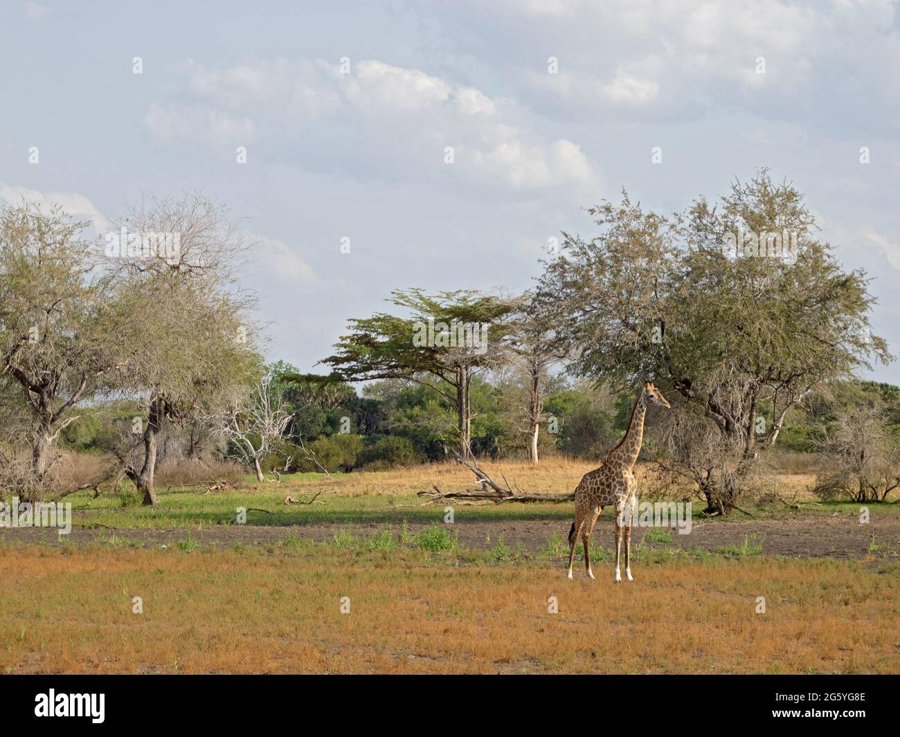 A single giraffe stands in a field. Stock Photo