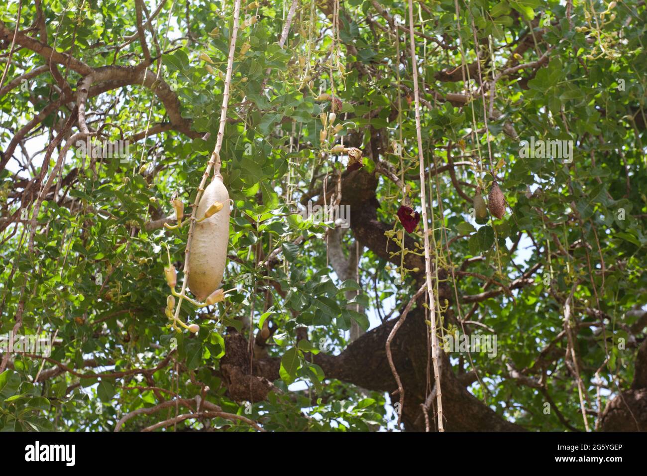 Sausage tree kigelia africana hi-res stock photography and images - Alamy