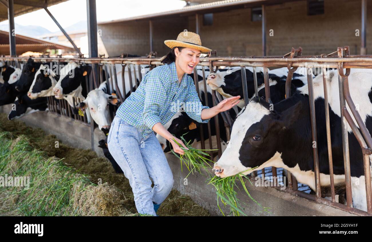 Asian woman farmer working in cowshed, feeds cows Stock Photo - Alamy