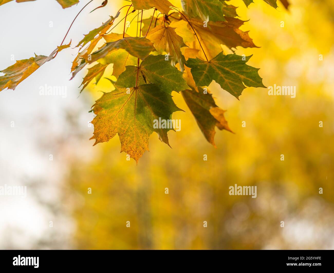 Maple branches with yellow leaves in autumn, in the light of sunset ...
