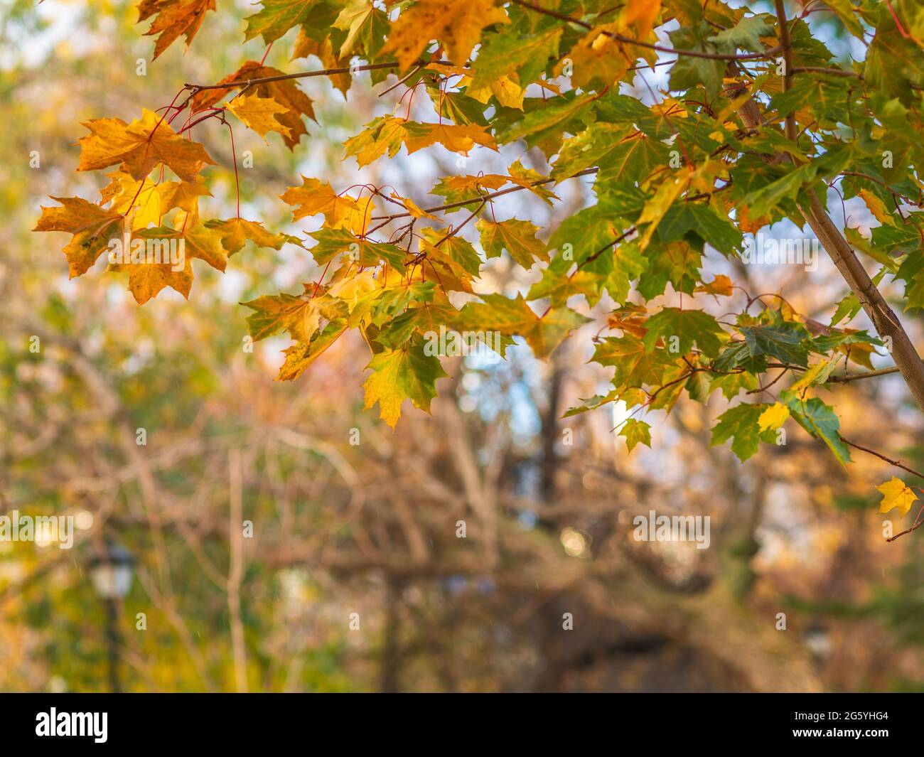Maple branches with yellow leaves in autumn, in the light of sunset ...