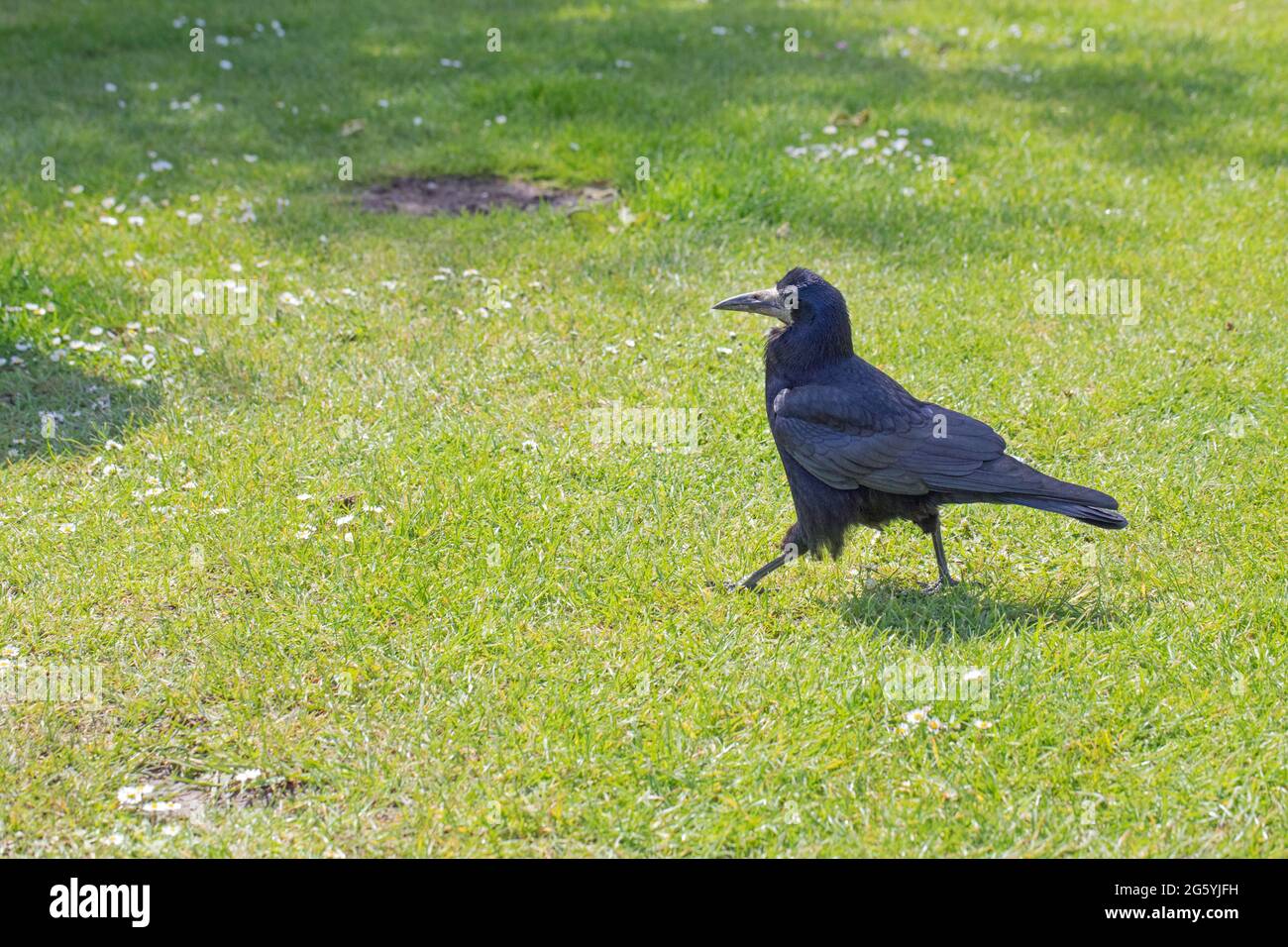 Rook, Bird Identification Guide