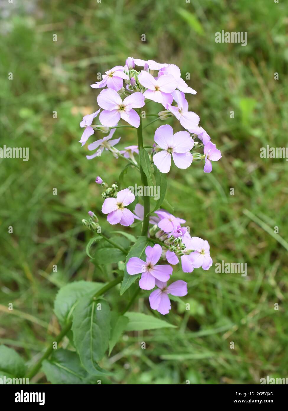 Dame's rocket Hesperis matronalis invasive plant purple flowers Stock Photo