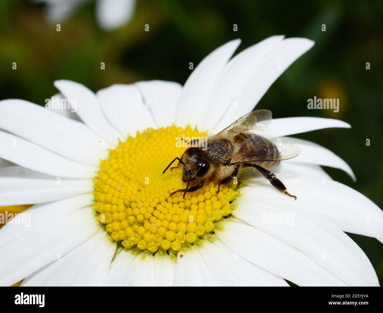 European honey bee Apis mellifera on a daisy flower Stock Photo
