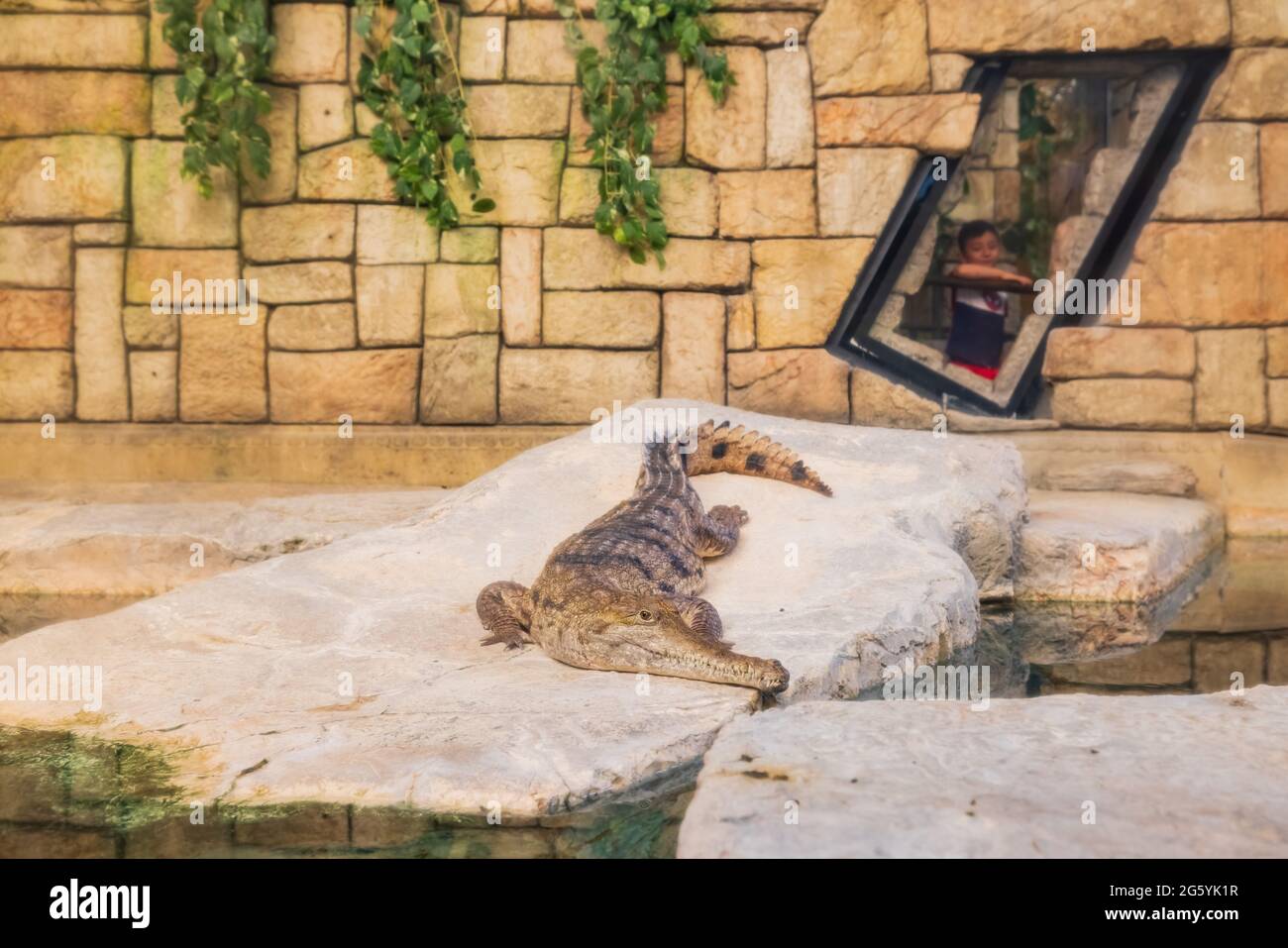 Crocodile aquarium people hi-res stock photography and images - Alamy
