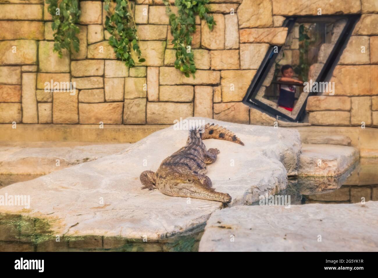 A golden crocodile at Shark Reef Aquarium at Mandalay Bay. The