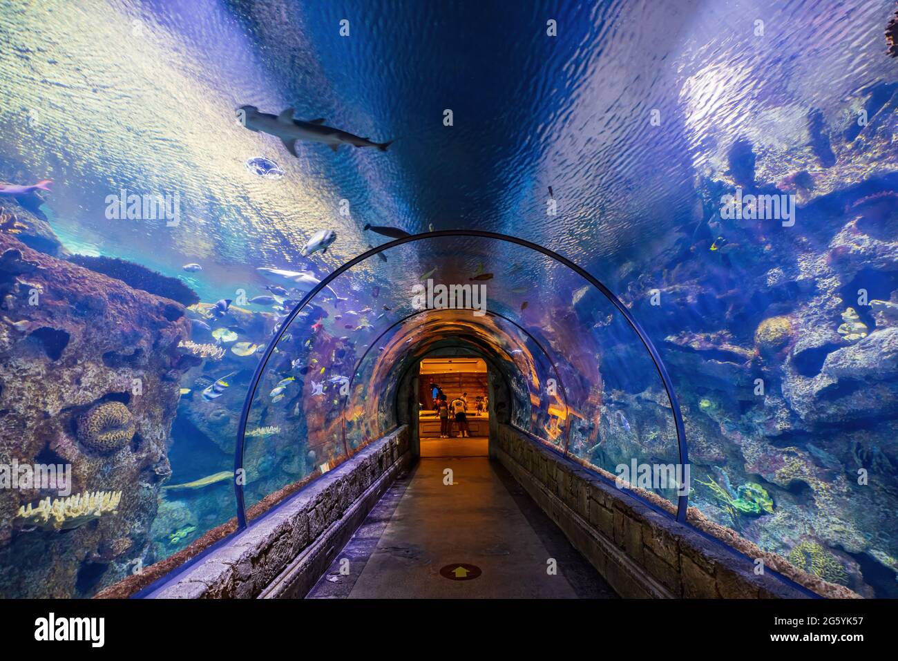 Las Vegas, JUN 29, 2021 Underwater tunnel in the Shark Reef Aquarium