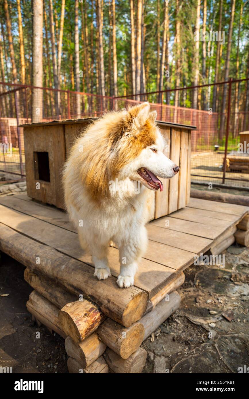 Purebred husky in an openair cage at a dog farm Haskiland near
