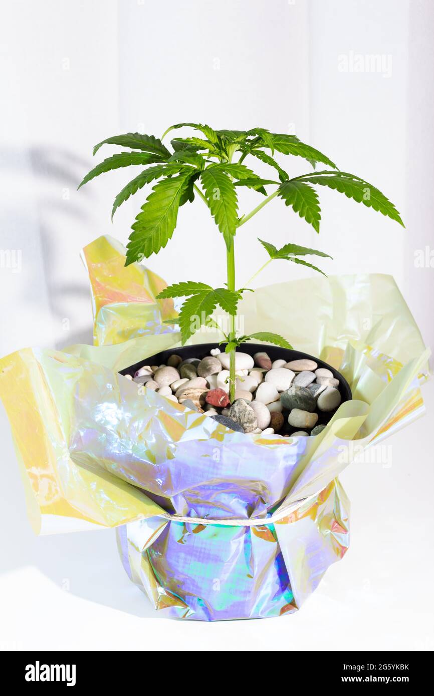 Cannabis plant in a flower pot wrapped in holographic foil. Gift idea