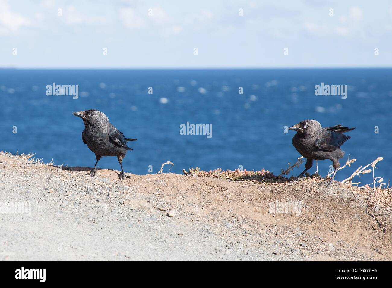 Bird eating lizard hires stock photography and images Alamy
