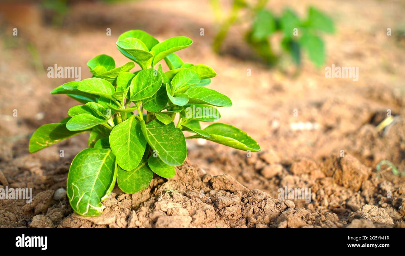 Homeopathic medicine concept. Ancient plant of Withania Somnifera or Ashwagandha with attractive green leaves. Stock Photo