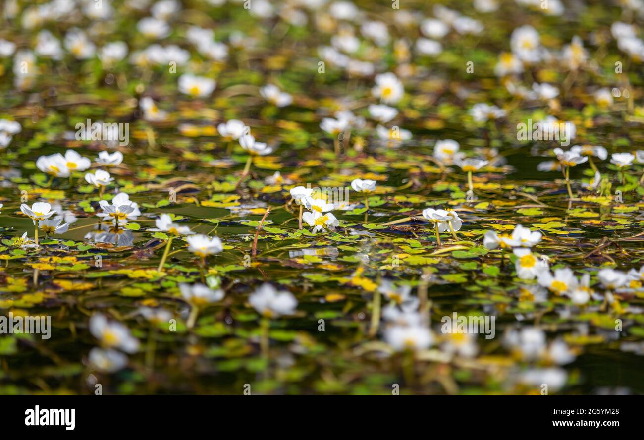 Field of white blossom water crowfoot, batrachium aquatile on small pond, Czech republic Stock Photo