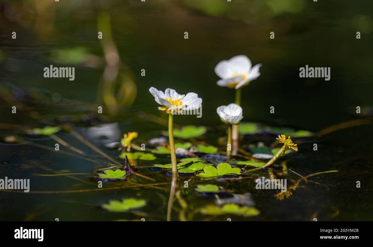 Detail of white blossom water crowfoot, batrachium aquatile on small pond, Czech republic Stock Photo