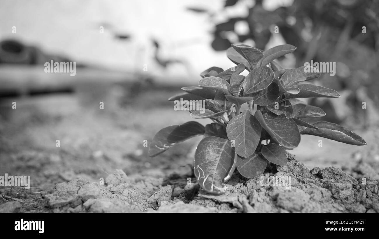 Black and White photo shot of Ashwagandha with green leaves and buds. Homeopathic plant of Ashwagandha concept. Stock Photo