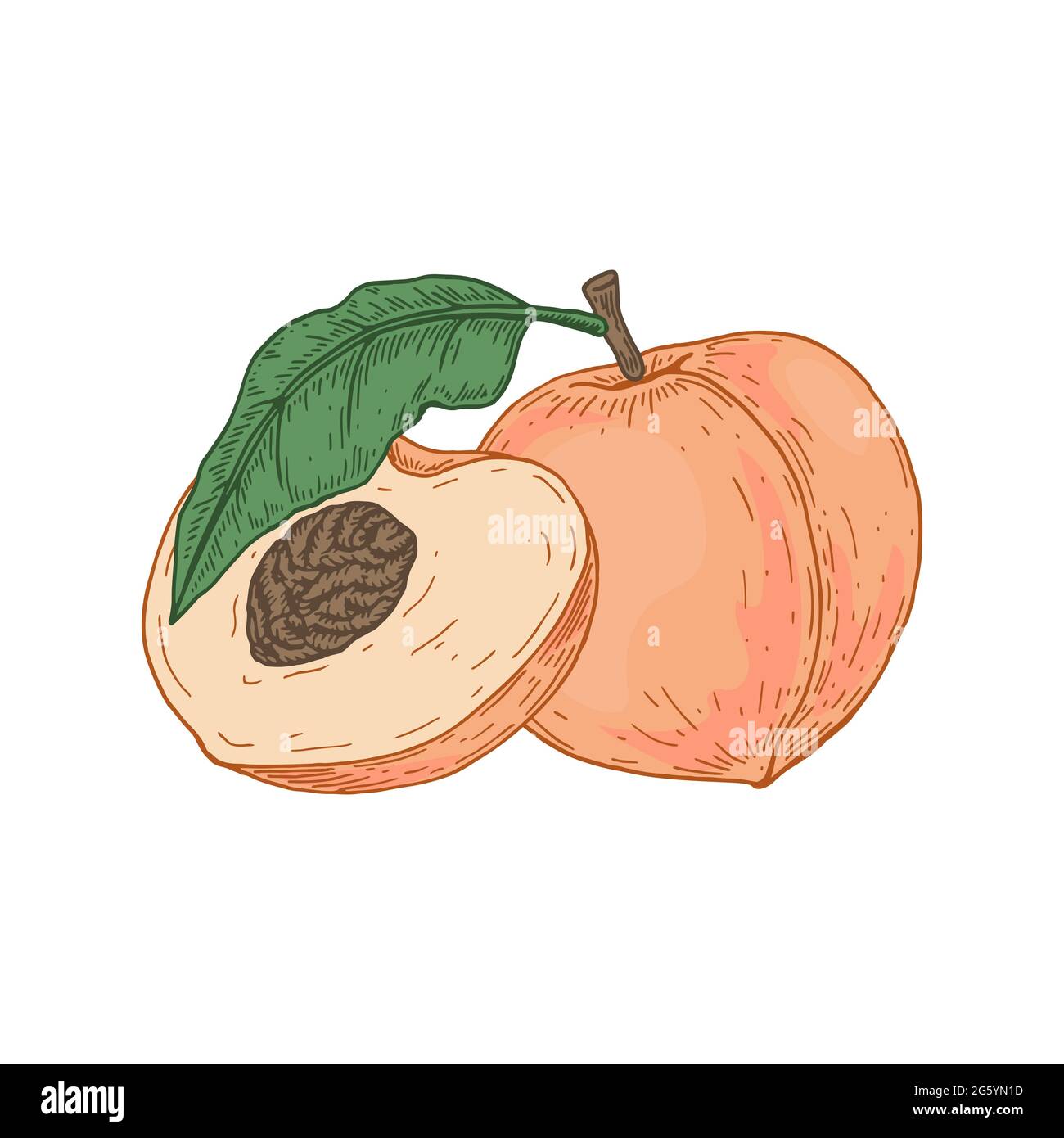 Hand drawn whole peach fruit and slice isolated on white background