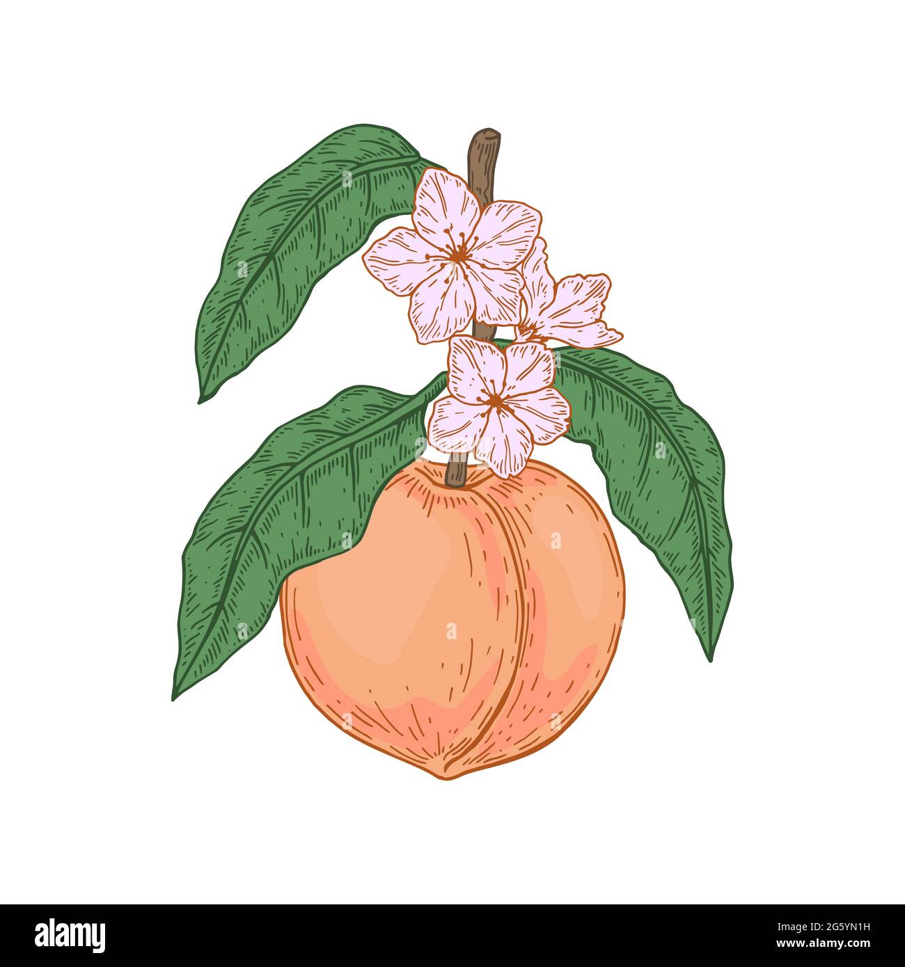Peach tree in summer Stock Vector Images Alamy Peach tree in summer Stock Vector Images Alamy