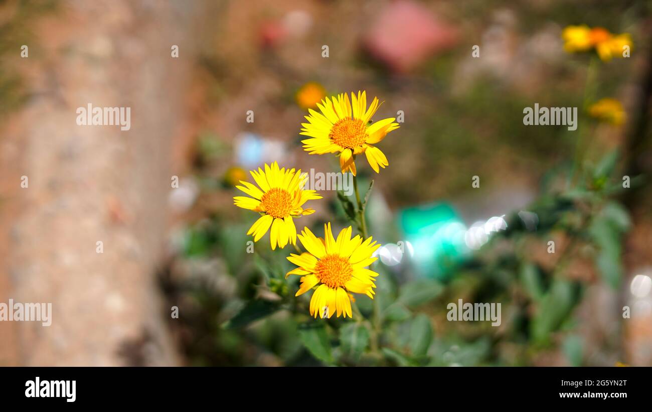 Gaillardia Aristata yellow flowers. Blanket flowers buds flowers with fragrant scent. New born buds flowers closeup. Stock Photo