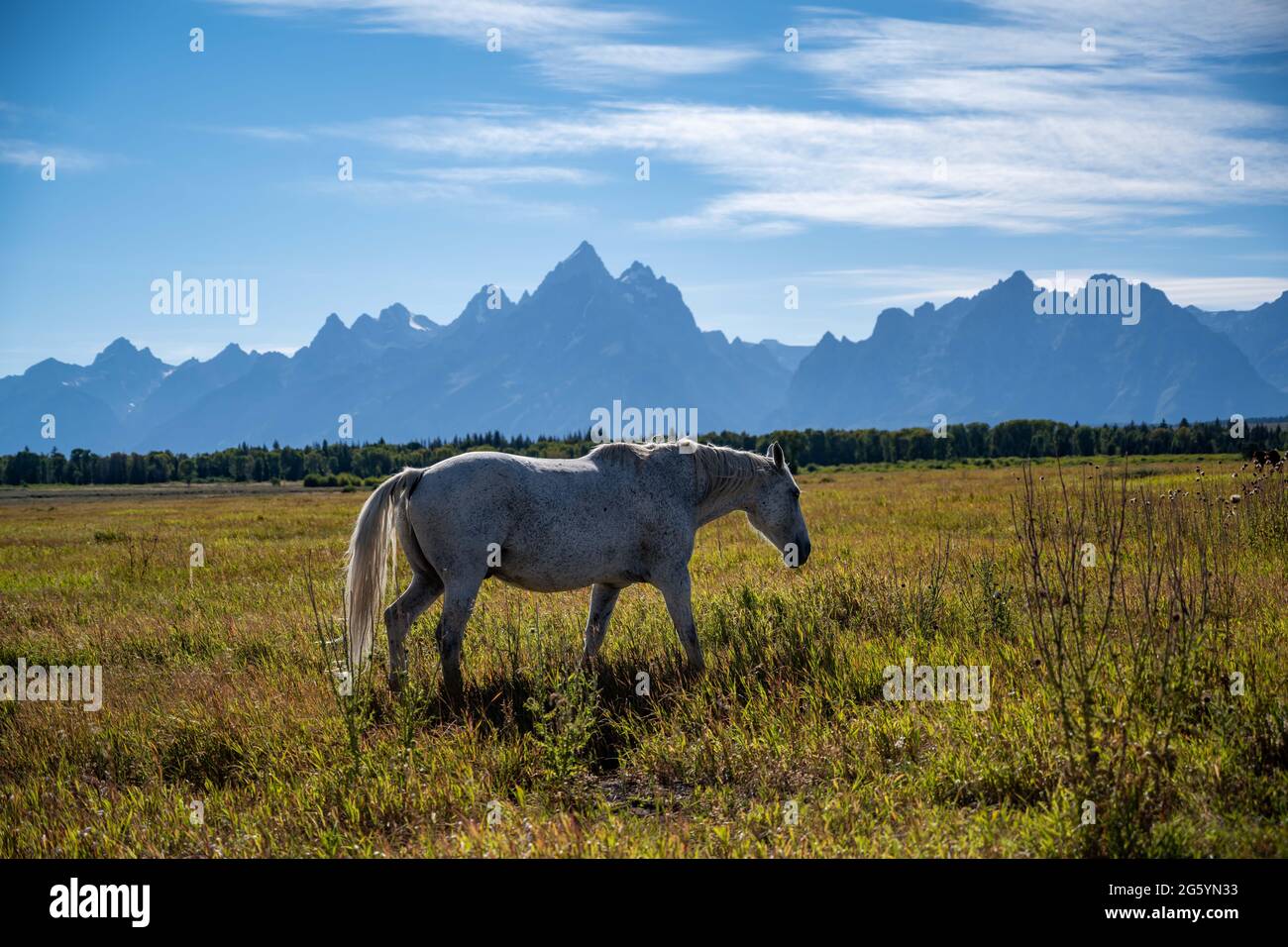 Pack of horses hires stock photography and images Alamy