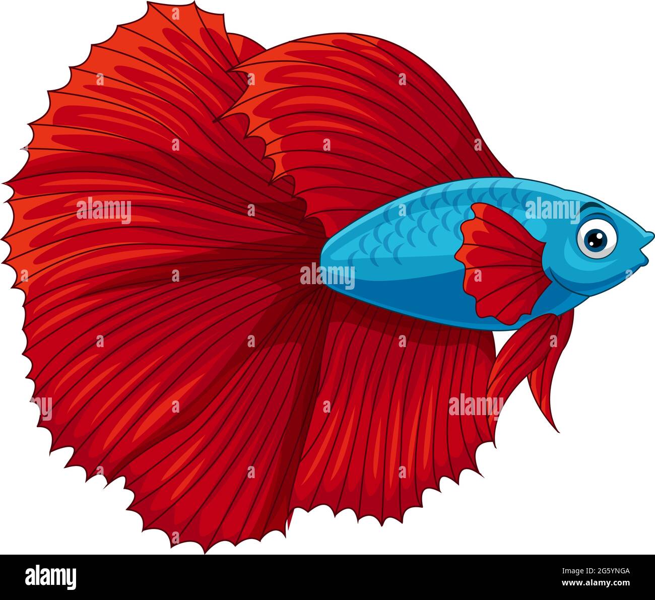 Cartoon betta fish or siamese fighting fish Stock Vector Image & Art - Alamy