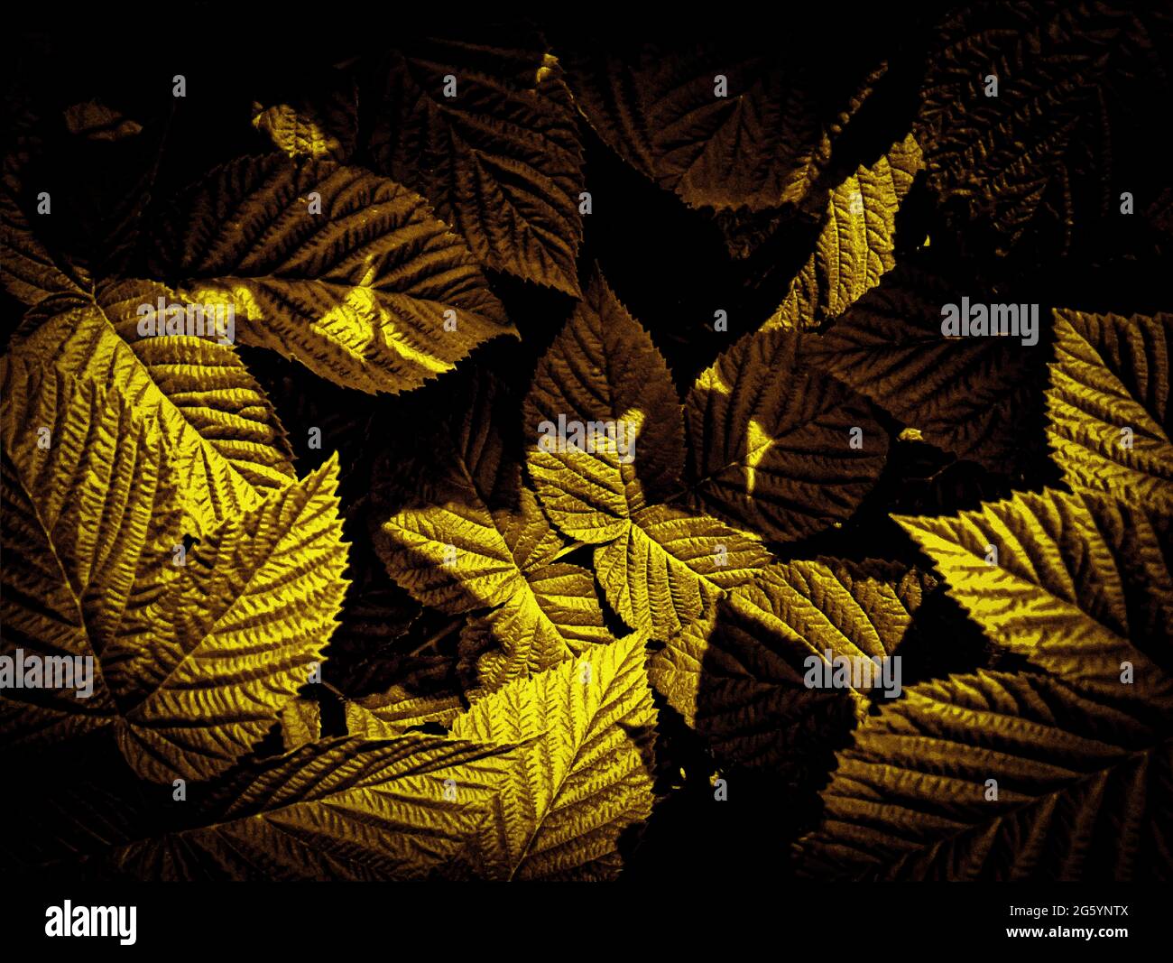 Golden Raspberry Leaves Illustration of golden raspberry leaves. Luxury foliage print Stock ...