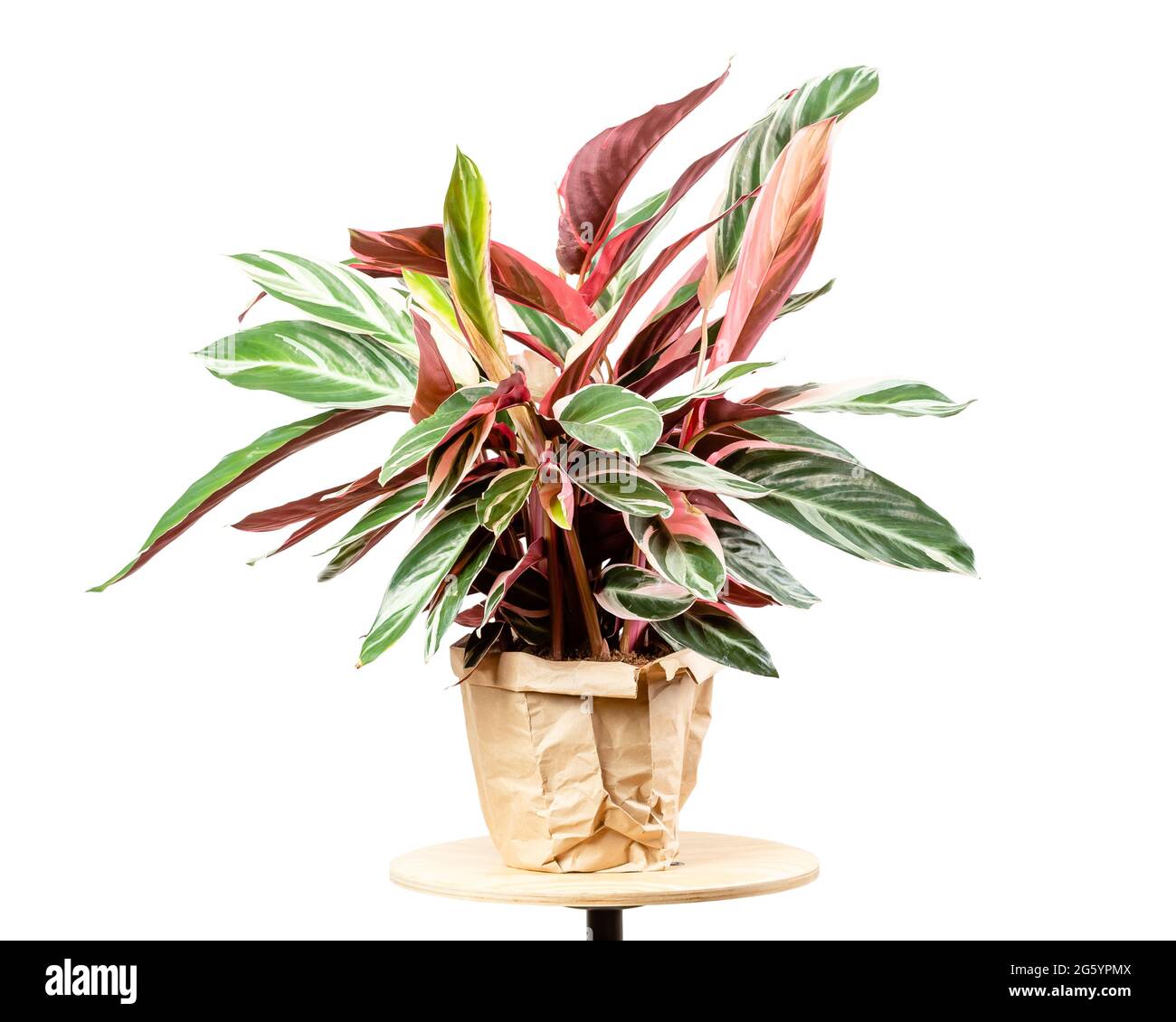 Exotic Calathea Stromanthe Sanguinea Triostar or Tricolor plant leaves with white variegation spot pattern on top and dark pink leaf bottom isolated o Stock Photo
