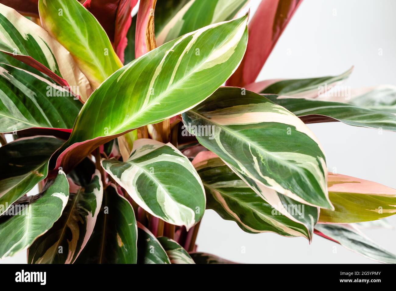 Close up of Exotic Calathea Stromanthe Sanguinea Triostar or Tricolor plant leaves with white variegation spot pattern on top and dark pink leaf botto Stock Photo