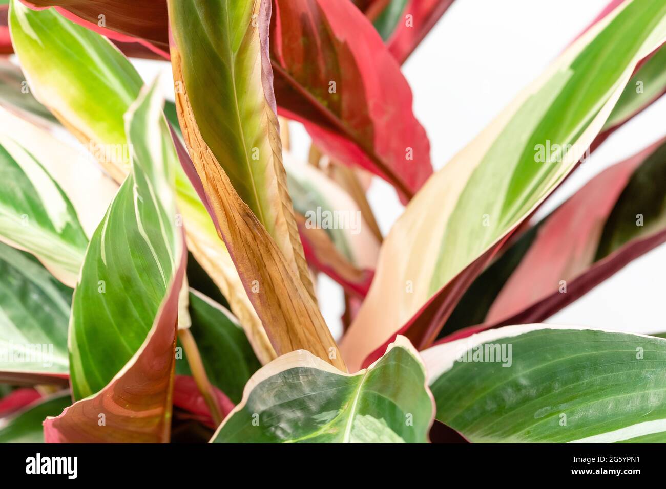 Close up of browning edges of the leaf. Common problem of Calathea Stromanthe Sanguinea Triostar or Tricolor plant because of overwatering Stock Photo