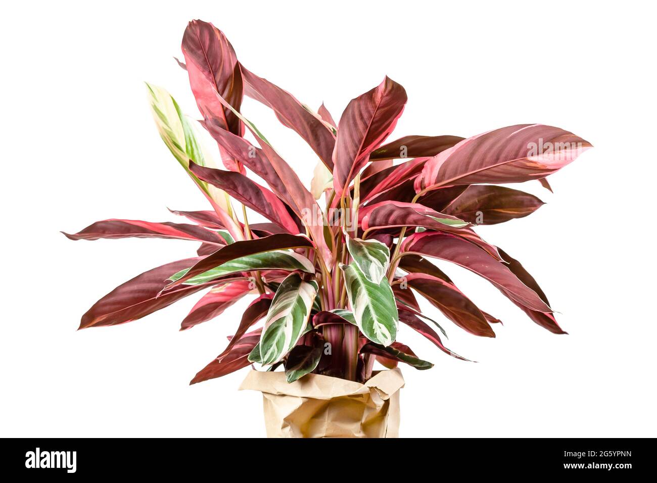 Exotic Calathea Stromanthe Sanguinea Triostar or Tricolor plant leaves with white variegation spot pattern on top and dark pink leaf bottom isolated o Stock Photo