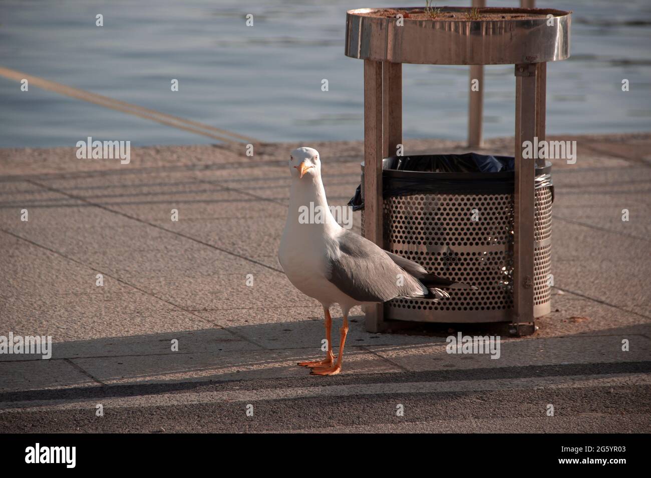 A seagull wandering around a trash can at sunset Stock Photo