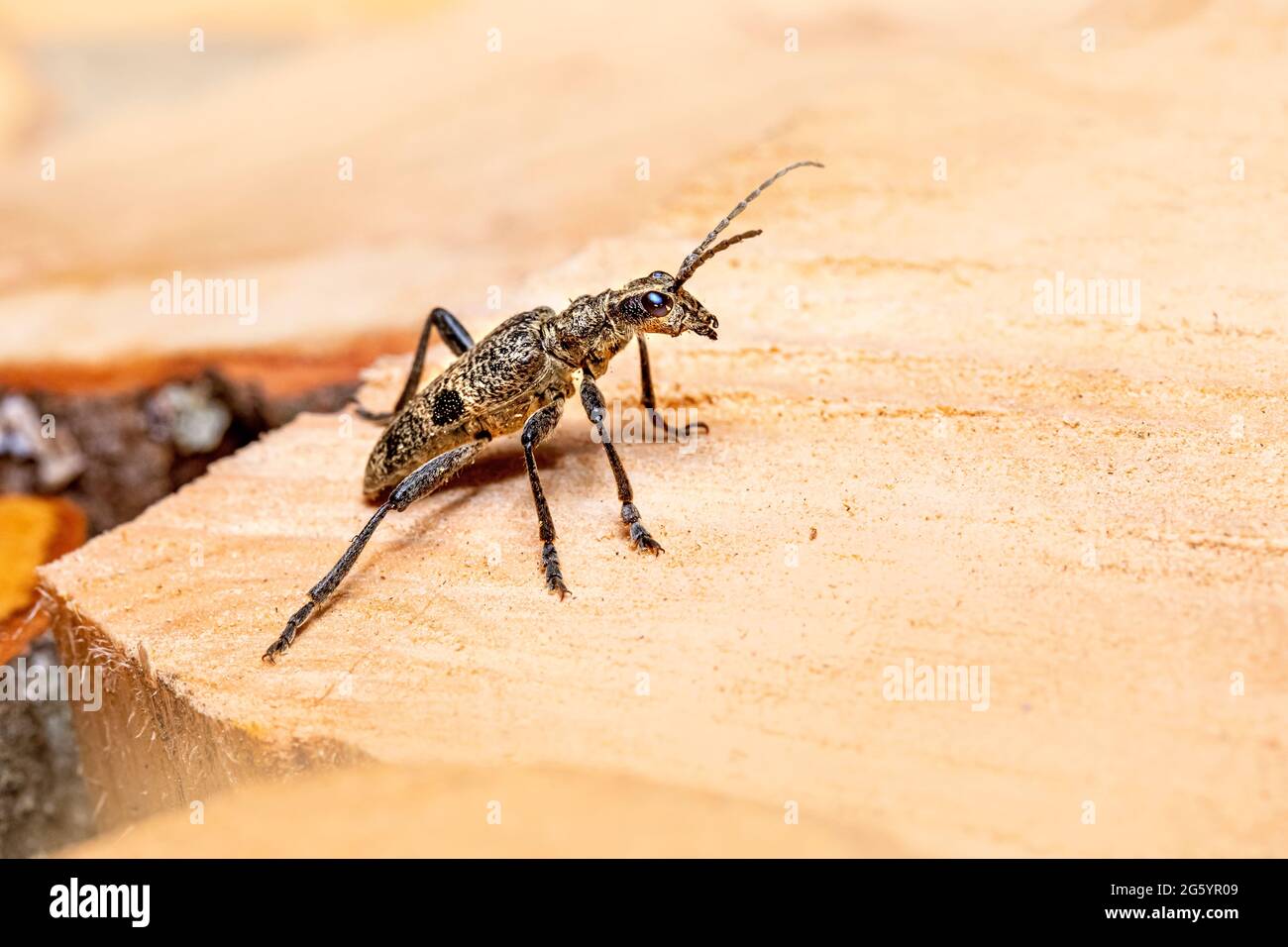 Black-spotted longhorn beetle (Rhagium mordax) Stock Photo