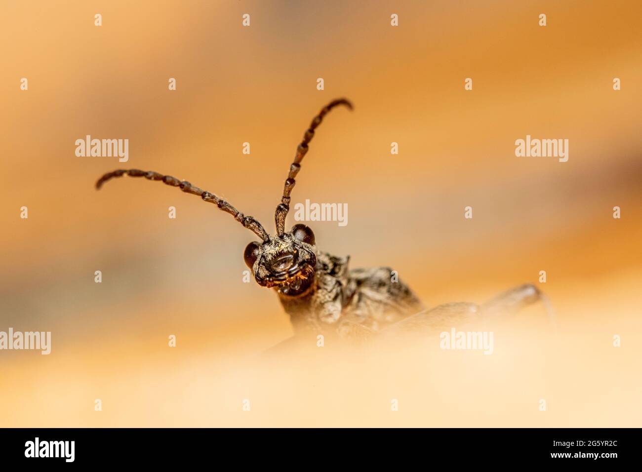 Black-spotted longhorn beetle (Rhagium mordax) Stock Photo
