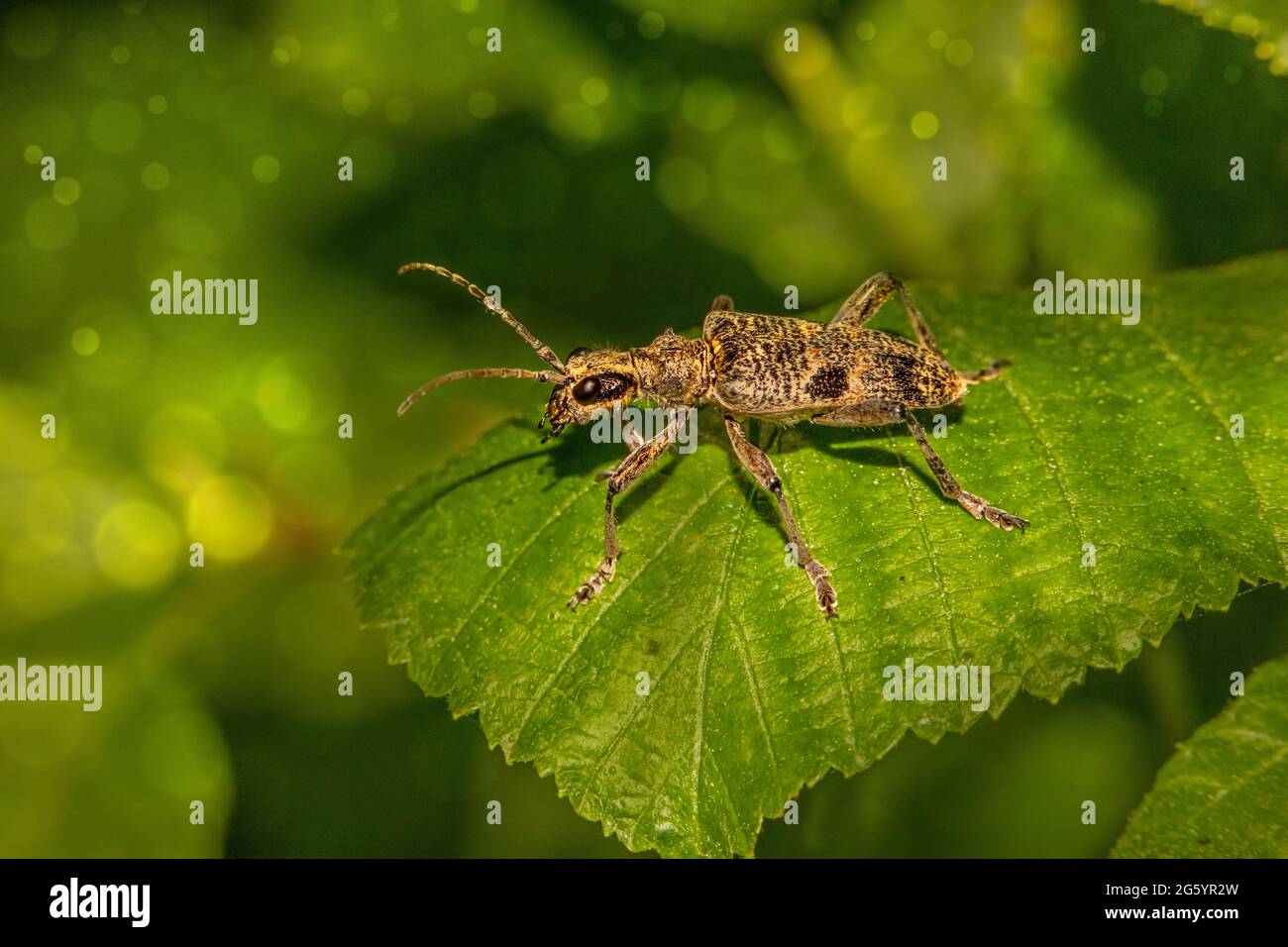 Black-spotted longhorn beetle (Rhagium mordax) Stock Photo