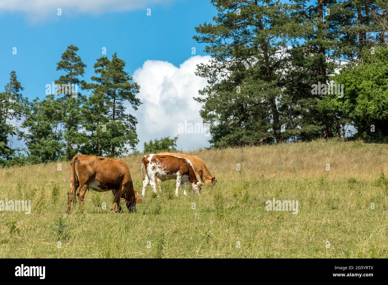 Cattle breeding cows grazing hi-res stock photography and images - Alamy