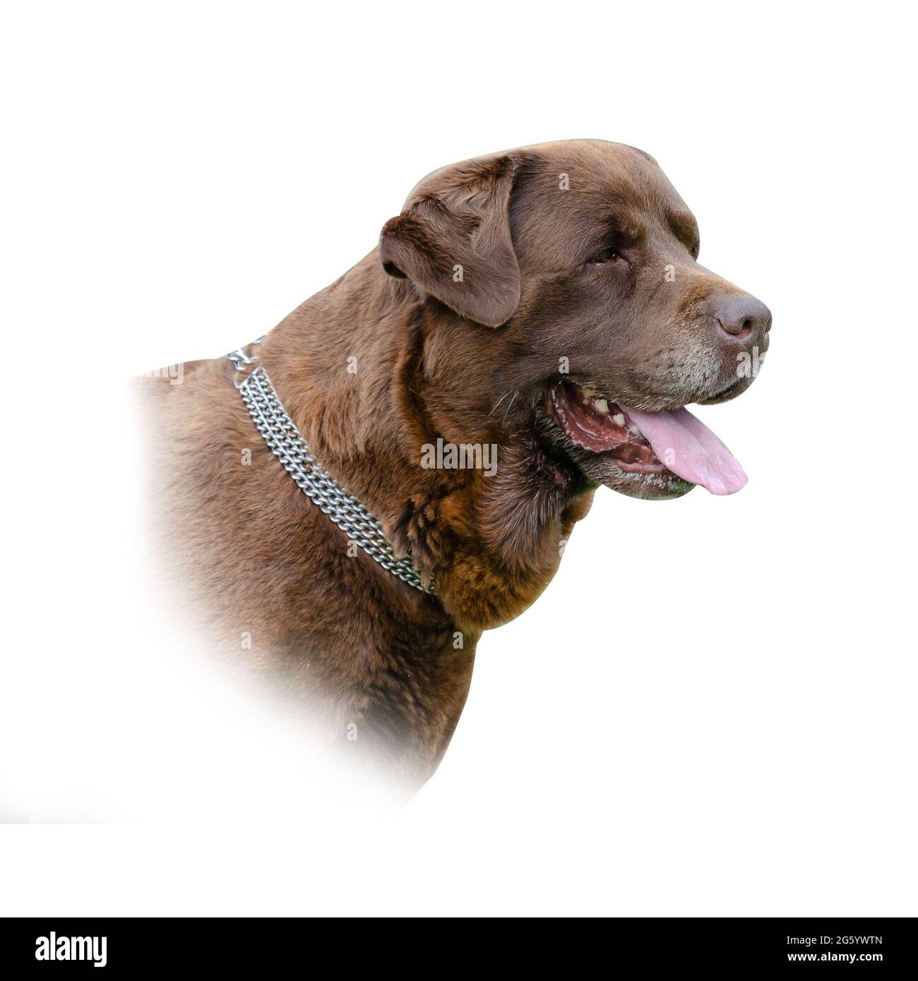 Portrait Of A Brown Dog On A White Background Head Of A Chocolate Labrador Gorgeous Pet With Graying Hair Around Open Mouth Stock Photo Alamy