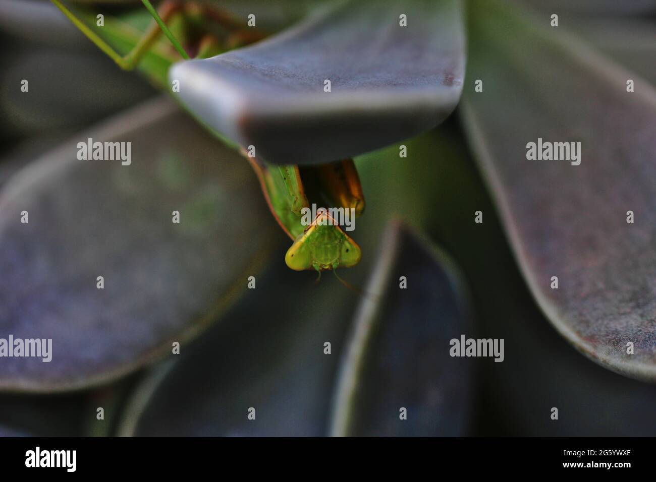 mantis upside down between the leaves of a succulent Stock Photo