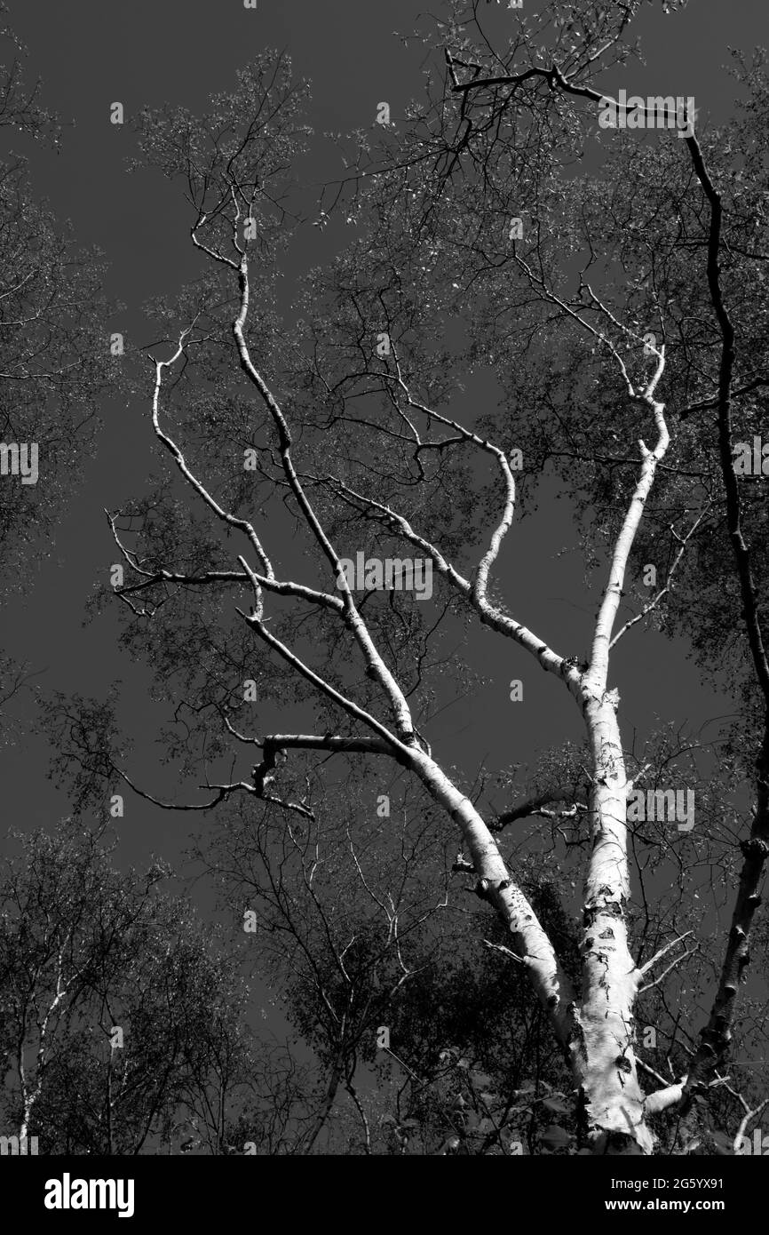 Silver birch trees on Wimbledon Common, Wimbledon, London, UK Stock