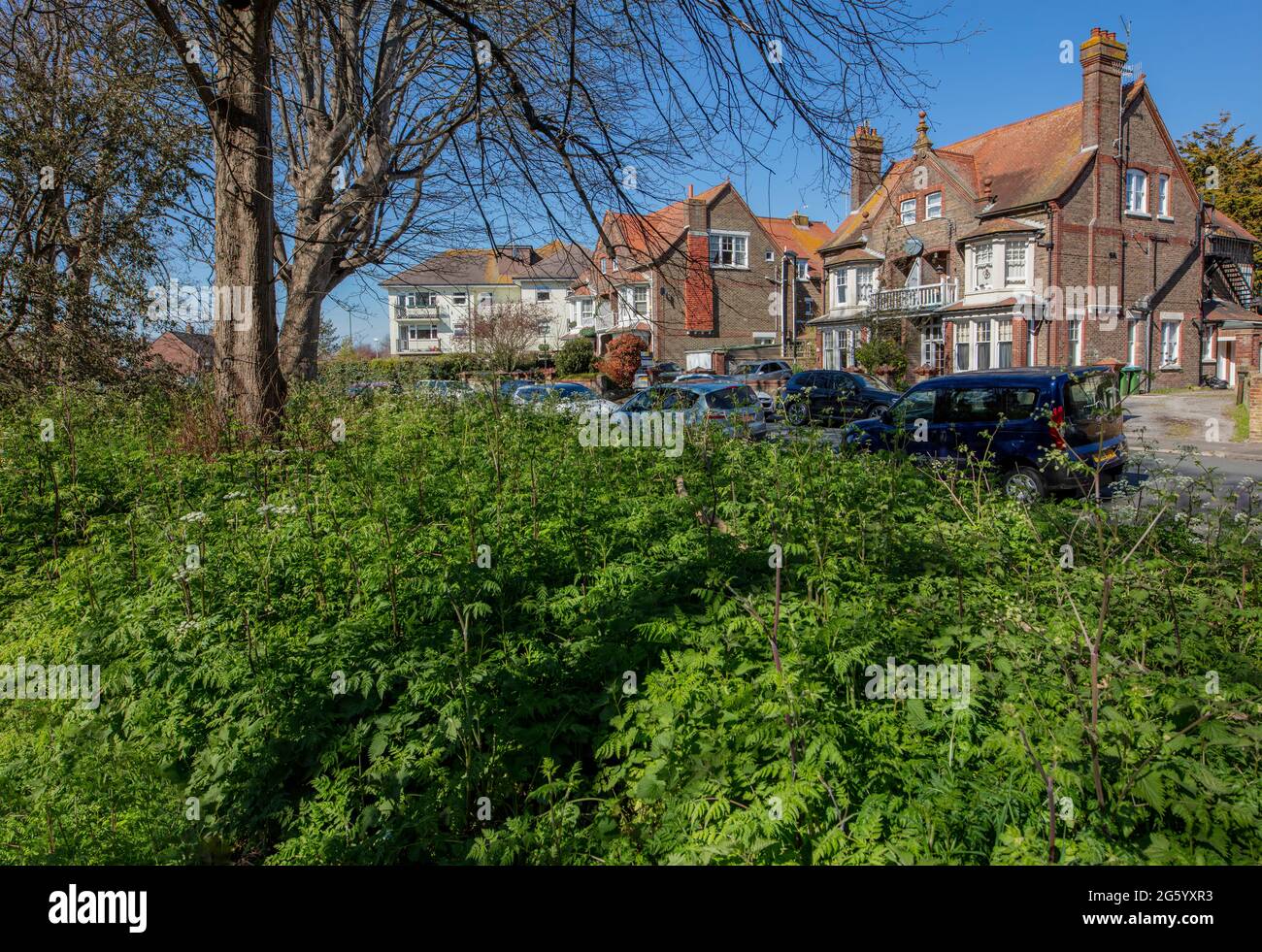 Lobb's Wood, Littlehampton; a view from the middle of the wood, through trees and bushes over to Edwardian red brick houses on Granville Road Stock Photo