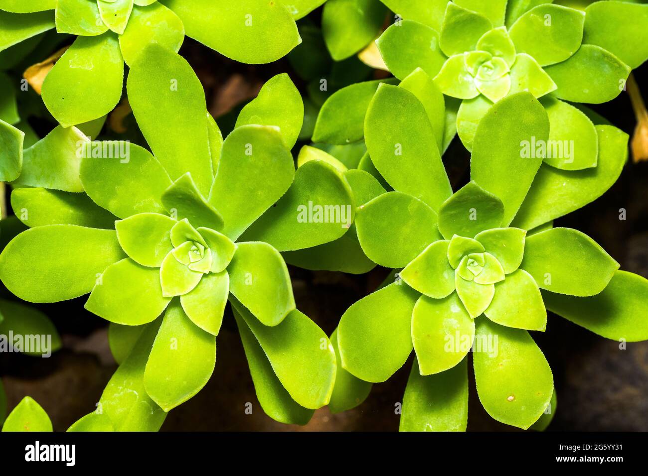 Sedum Palmeri succulent plant - Crassulaceae, Magnoliophyta, Magnoliopsida, Sedum Stock Photo