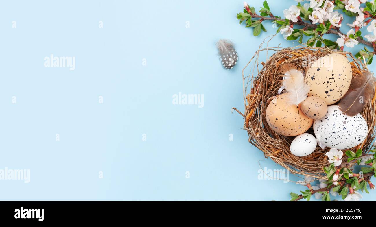 Easter eggs in nest and cherry blossom over blue. Spring greeting card ...