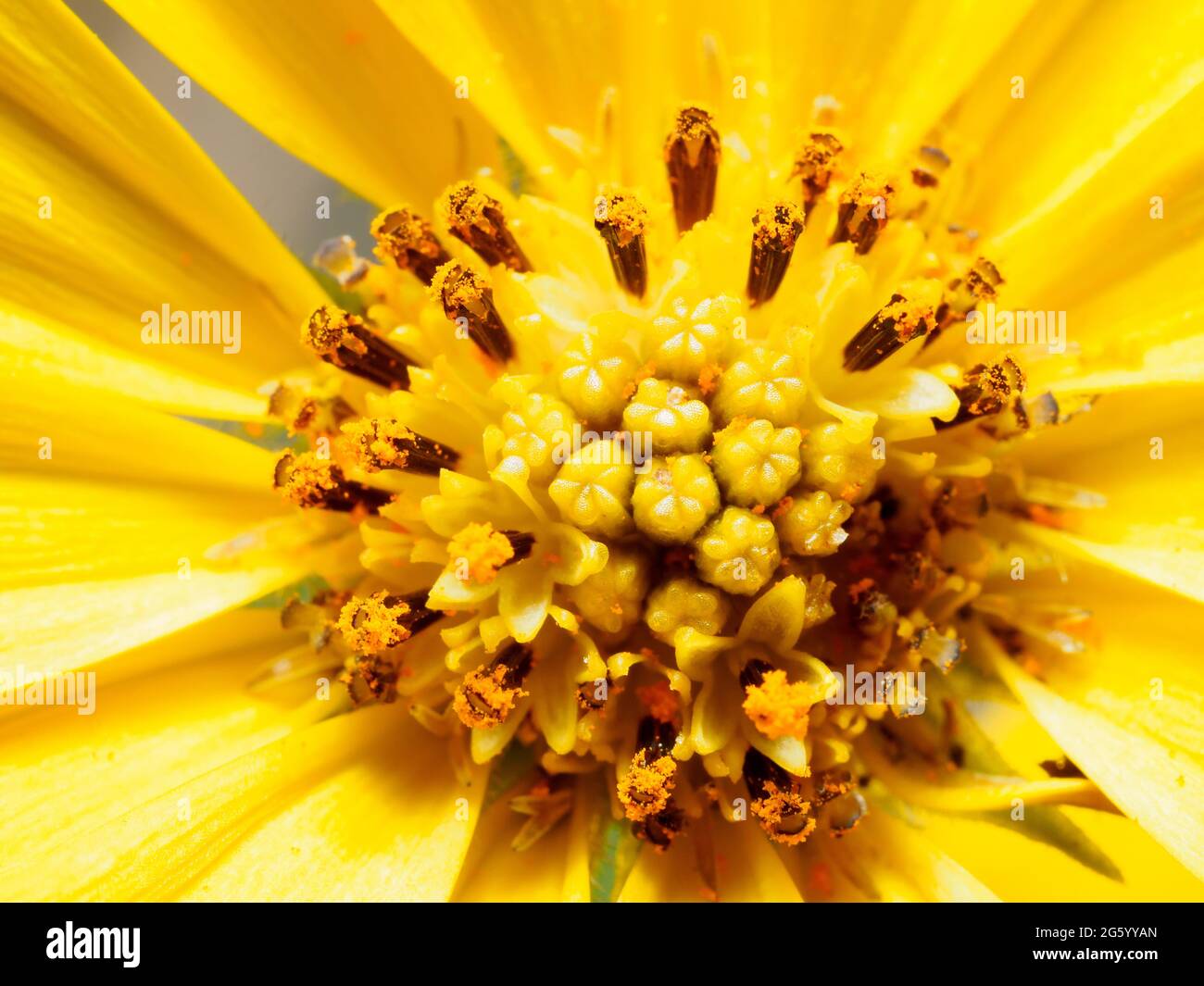 tree marigold (Tithonia Diversifolia) - Asteraceae, Japanese sunflower, Mexican sunflower, Mexican tournesol, Mirasolia diversifolia, Nitobe chrysanthemum, Tithonia, tree marigold Stock Photo