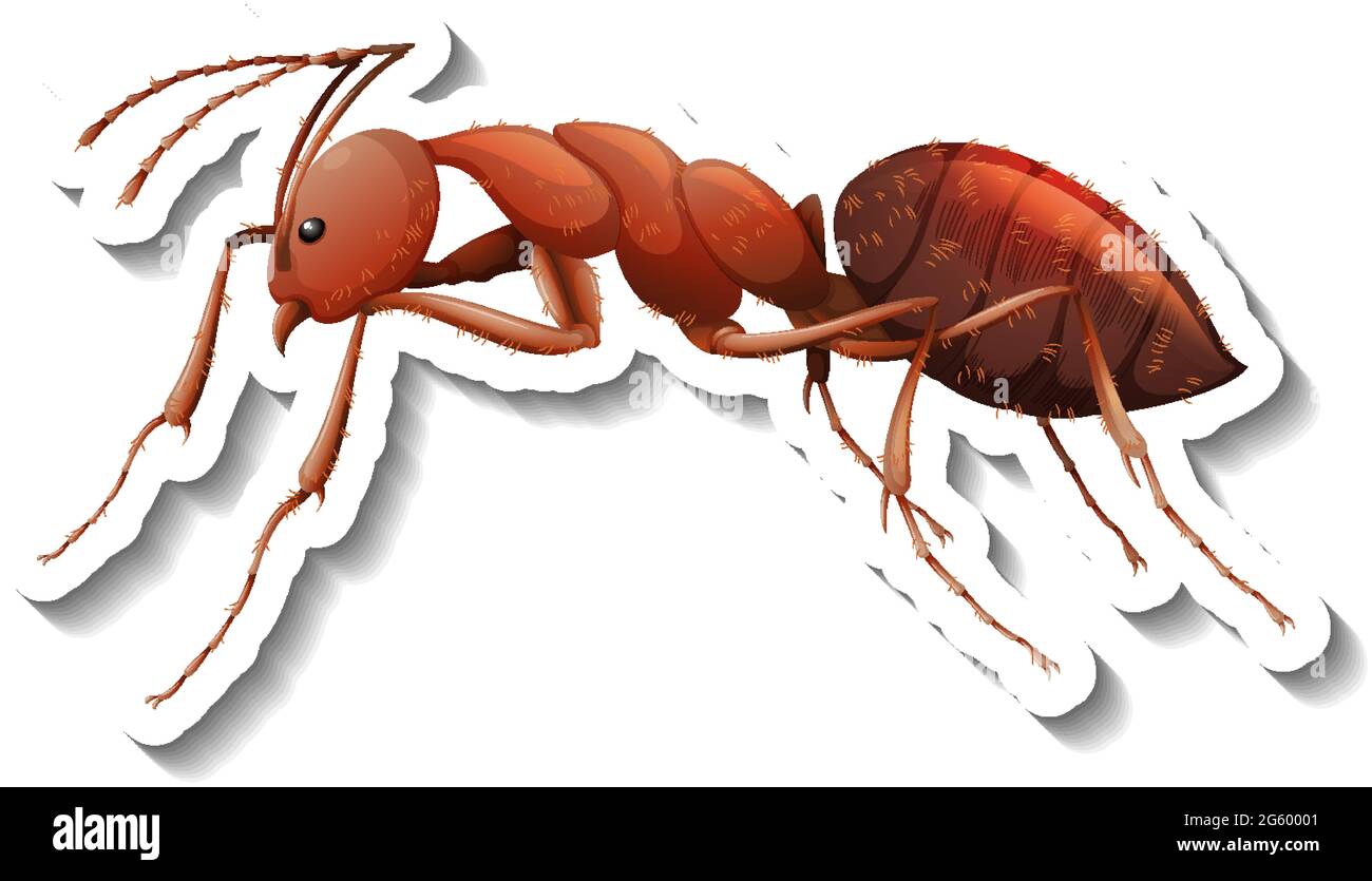 A sticker template with close up of red ant isolated illustration Stock Vector Image &amp; Art - Alamy
