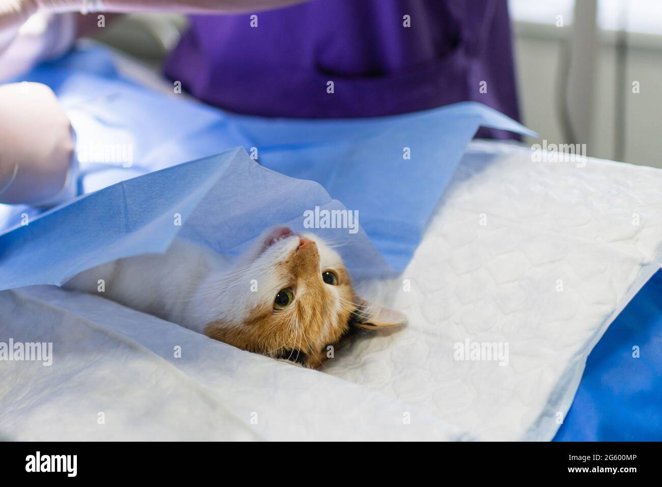 Cat on surgical table during surgery castration in veterinary clinic