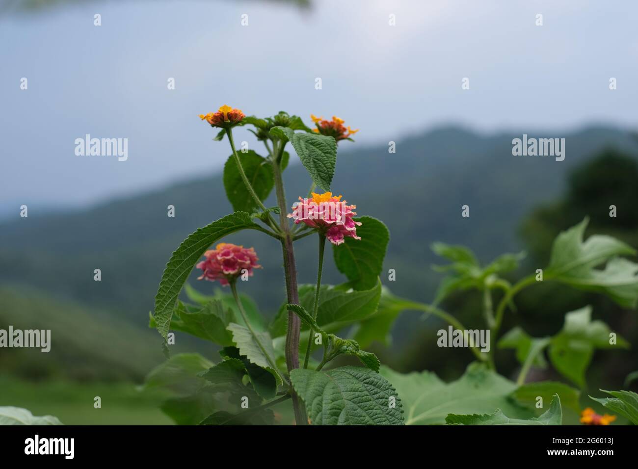 A wild red flower, growing at the highlands of North Thailand, with blurred hill range as a background Stock Photo