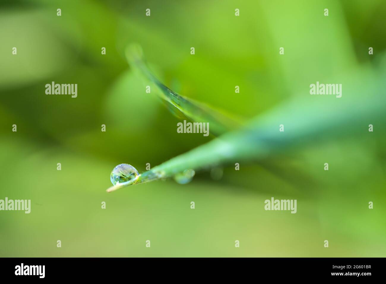 Blurry morning grass macro hi-res stock photography and images - Alamy