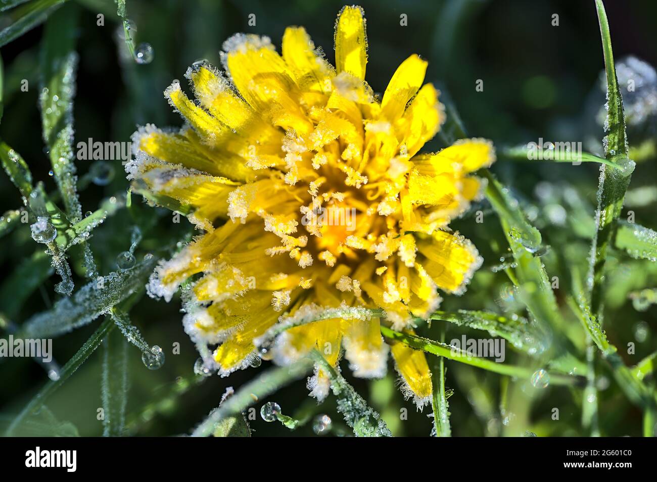 Beautiful macro view of orange young dandelion (Taraxacum officinale) spring frozen flower with hydrophobic lawn grass, Ballinteer, Dublin, Ireland Stock Photo